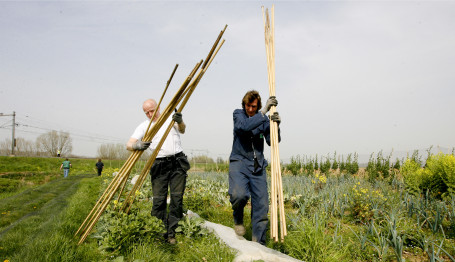 Medewerkers breken de omheining af die rond de groenten was geplaatst tegen opdringerige reeën. 