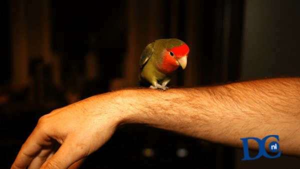 Politie zoekt eigenaar dwergpapegaai Politie zoekt eigenaar dwergpapegaai