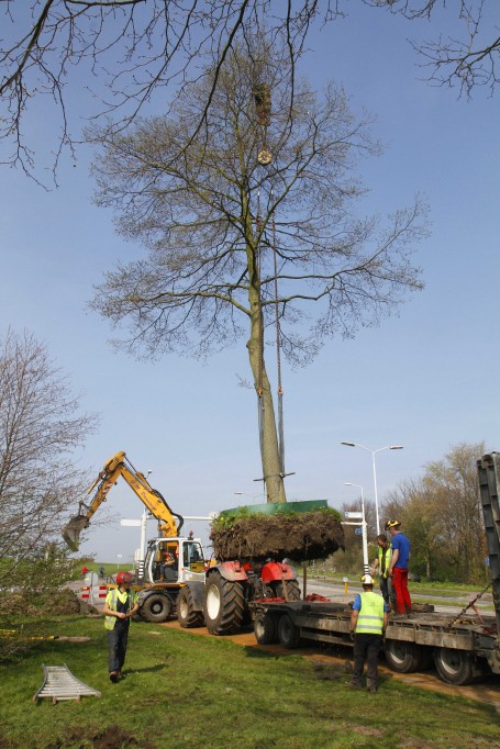 Bomen verplant aan de Burgemeester Keijzerweg