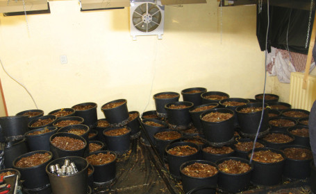 Hennepkwekerij op de Staart