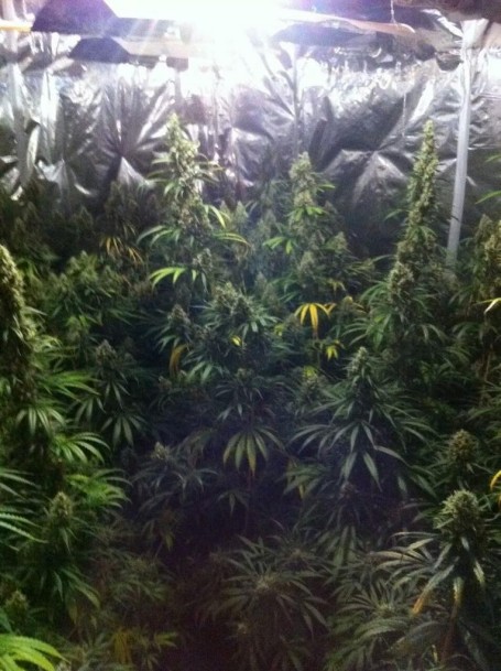 Hennepkwekerijen Papendrecht (2)