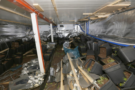 20162004 Hennepkwekerij met 1000 planten ontdekt Dordrecht Tstolk 002