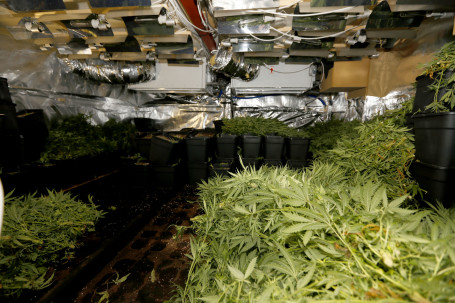 20162004 Hennepkwekerij met 1000 planten ontdekt Dordrecht Tstolk 003