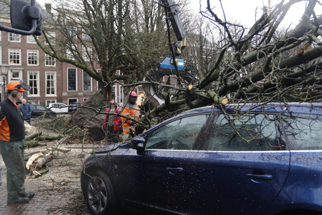 Boom Valt Door Storm Op Auto’s En Fietsen - DordtCentraal | Gratis Huis ...