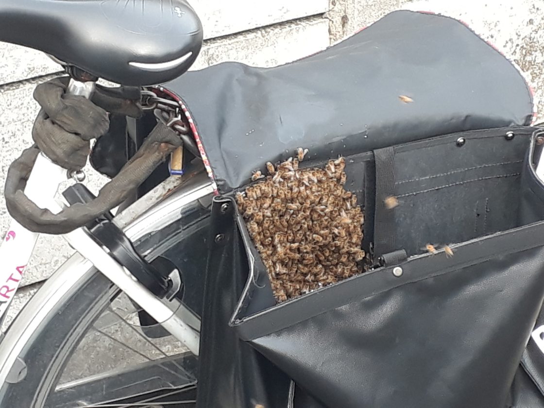 Maak een bed Mand handig Bijenvolk vestigt zich in fietstas - DordtCentraal | Gratis huis-aan-huis- krant voor Dordrecht, Zwijndrecht en Papendrecht.