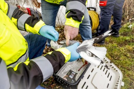 Meeuw bevrijd uit visdraad aan Maasstraat Dordrecht