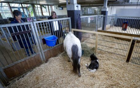 Shadow bevallen van Storm op Stadsboerderij Weizigt
